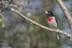 Rose-breasted Grosbeak, Pheucticus ludovicianus