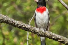 Rose-breasted Grosbeak, Pheucticus ludovicianus