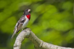 Rose-breasted Grosbeak, Pheucticus ludovicianus