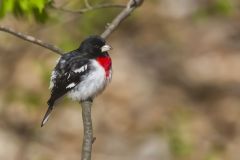 Rose-breasted Grosbeak, Pheucticus ludovicianus