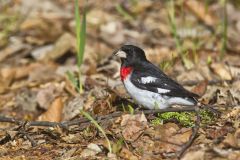 Rose-breasted Grosbeak, Pheucticus ludovicianus