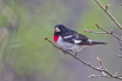 Rose-breasted Grosbeak, Pheucticus ludovicianus