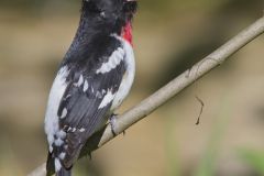 Rose-breasted Grosbeak, Pheucticus ludovicianus