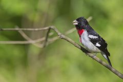 Rose-breasted Grosbeak, Pheucticus ludovicianus