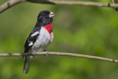 Rose-breasted Grosbeak, Pheucticus ludovicianus