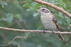 Rose-breasted Grosbeak, Pheucticus ludovicianus