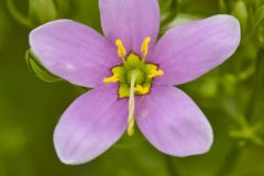 Rose Pink , Sabatia quadrangula