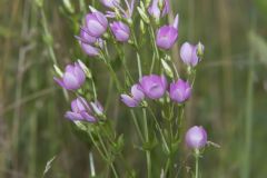 Rose Pink , Sabatia quadrangula