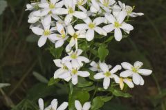 Rose Pink , Sabatia quadrangula