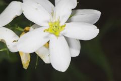 Rose Pink , Sabatia quadrangula