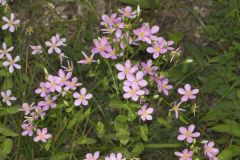 Rose Pink , Sabatia quadrangula