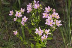 Rose Pink , Sabatia quadrangula