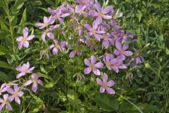 Rose Pink , Sabatia quadrangula