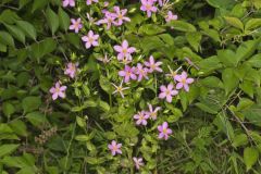 Rose Pink , Sabatia quadrangula