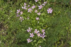 Rose Pink , Sabatia quadrangula