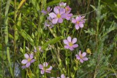 Rose Pink , Sabatia quadrangula