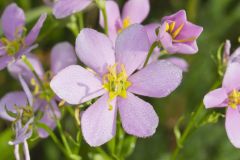 Rose Pink , Sabatia quadrangula