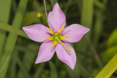 Rose Pink , Sabatia quadrangula