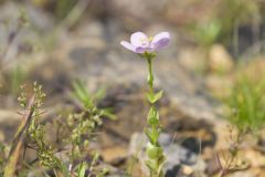 Rose Pink , Sabatia quadrangula