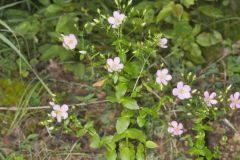 Rose Pink , Sabatia quadrangula