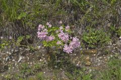 Rose Pink , Sabatia quadrangula