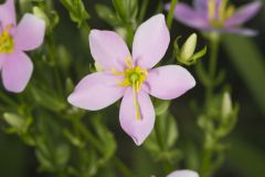 Rose Pink , Sabatia quadrangula