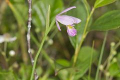 Rose Pogonia, Pogonia ophioglossoides