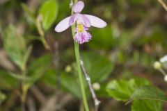 Rose Pogonia, Pogonia ophioglossoides