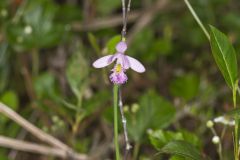 Rose Pogonia, Pogonia ophioglossoides