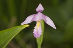 Rose Pogonia, Pogonia ophioglossoides