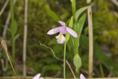 Rose Pogonia, Pogonia ophioglossoides