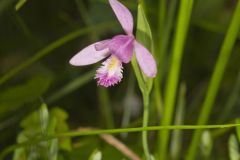 Rose Pogonia, Pogonia ophioglossoides