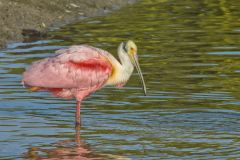 Roseate Spoonbill, Platalea ajaja