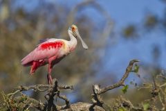 Roseate Spoonbill, Platalea ajaja