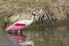 Roseate Spoonbill, Platalea ajaja