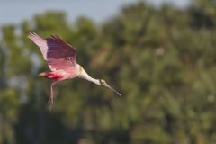 Roseate Spoonbill, Platalea ajaja