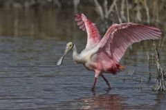 Roseate Spoonbill, Platalea ajaja