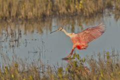 Roseate Spoonbill, Platalea ajaja