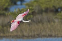 Roseate Spoonbill, Platalea ajaja