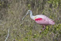 Roseate Spoonbill, Platalea ajaja