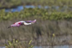 Roseate Spoonbill, Platalea ajaja