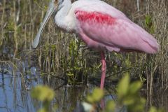 Roseate Spoonbill, Platalea ajaja