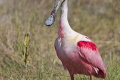 Roseate Spoonbill, Platalea ajaja