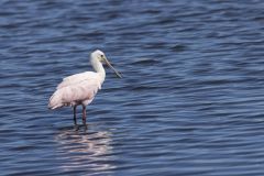 Roseate Spoonbill, Platalea ajaja