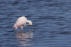 Roseate Spoonbill, Platalea ajaja