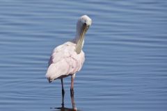 Roseate Spoonbill, Platalea ajaja