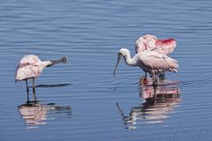 Roseate Spoonbill, Platalea ajaja