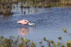 Roseate Spoonbill, Platalea ajaja