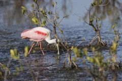 Roseate Spoonbill, Platalea ajaja