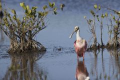 Roseate Spoonbill, Platalea ajaja